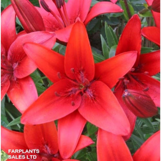 Lilies Easy Start Asiatic Red 1.4L