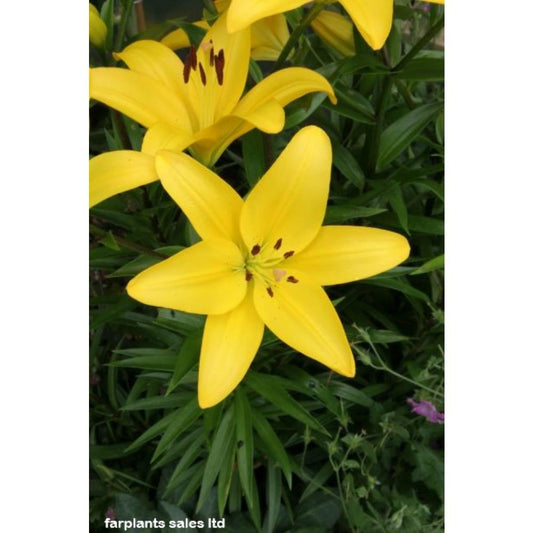 Lilies Easy Start Asiatic Yellow 1.4L