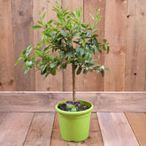 Lime Mini Stem 70-80cm 20cm pot