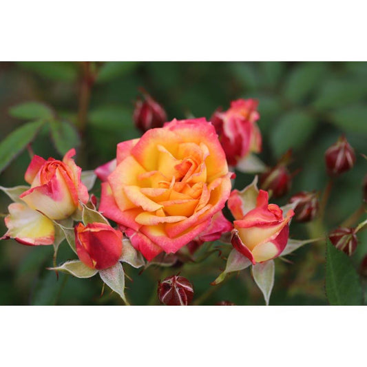 Little Sunset Rose 3L