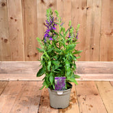 Lobelia Starship Blue 3L