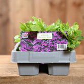 Lobelia Trailing Blue 6 Pack