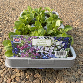 Lobelia Trailing Britannia 6 Pack