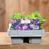 Lobelia Trailing Sapphire 6 Pack