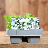 Lobelia Trailing White 6 Pack