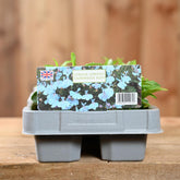 Lobelia Upright Cambridge Blue 6 Pack