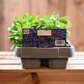 Lobelia Upright Crystal Palace 6 Pack