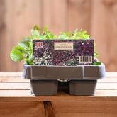 Lobelia Upright Mixed 6 Pack