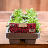 Lobelia Upright Red 6 Pack