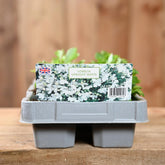 Lobelia Upright White 6 Pack