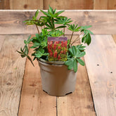Lupin Legendary Red Shades 3L