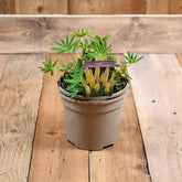 Lupin Legendary Yellow Shades 3 Litre