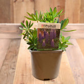 Lupinus Westcountry Persian Slipper 3L