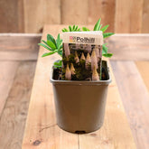 Lupinus Westcountry Polar Princess 3L