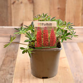 Lupinus Westcountry 'Red Rum' 3L