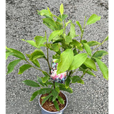 Magnolia Soul 3L