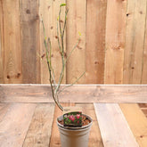 Magnolia Susan 3L