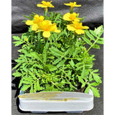 Marigold French Lemon Zest 6 Pack