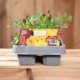 Marigold French Mixed 6 Pack