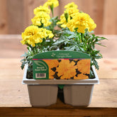Marigold French Yellow 6 Pack