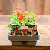 Mimulus Blotched Mixed 6 Pack