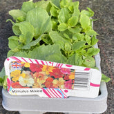 Mimulus Mixed 6 Pack