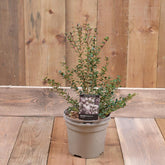 Myrtus Apiculata 3L