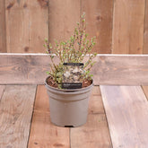 Myrtus Apiculata Glanleam Gold 3L
