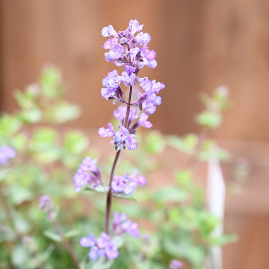 Nepeta Purrsian Blue 3 Litre