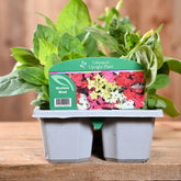 Nicotiana Mixed 6 Pack