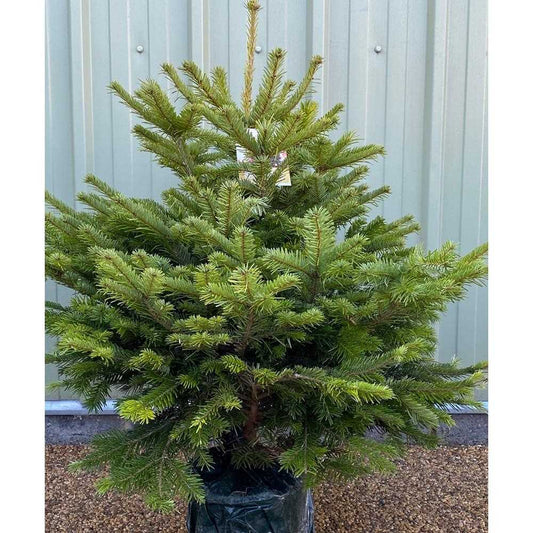 Nordman Premium Pot Grown 100/125