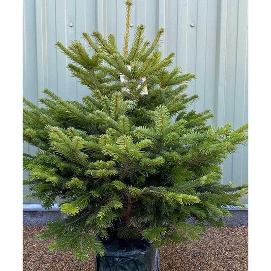 Nordman Premium Pot Grown 150/175