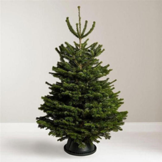 Nordmann Fir Premium Grade 100/150cm