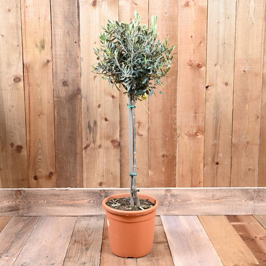Olea Europaea-European Olive Mini Standard
