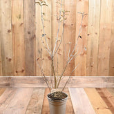 Olearia Macrodonta 3L