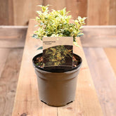 Osmanthus Goshiki. Tricolor 2L