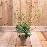 Osmanthus X Burkwoodii 3L
