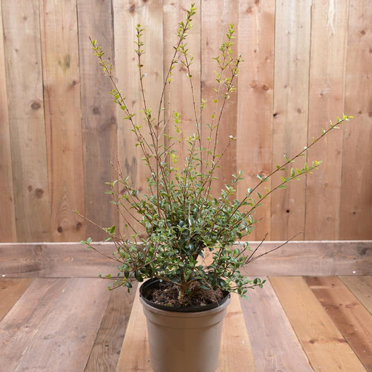 Osmanthus X Delavayi 3L