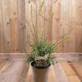 Osmanthus X Delavayi 3L