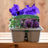 Pansy Blue Blotch 6 Pack