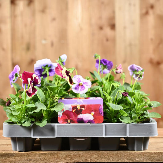 Pansy Fruits Of The Forest 20 Pack
