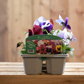 Pansy Fruits Of The Forest 6 Pack
