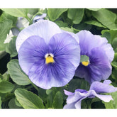 Pansy Light Blue 6 Pack
