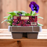 Pansy Neon Violet Six Pack