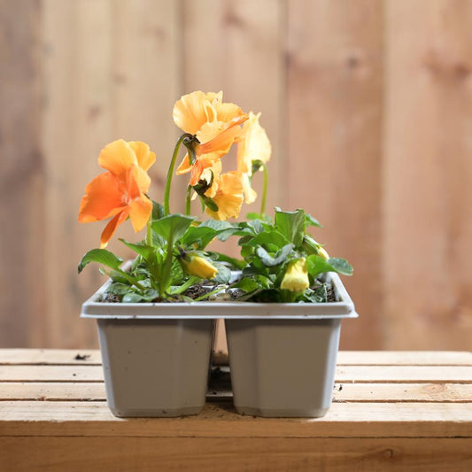Pansy Orange 6 Pack