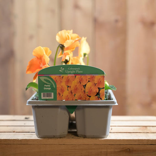 Pansy Orange 6 Pack