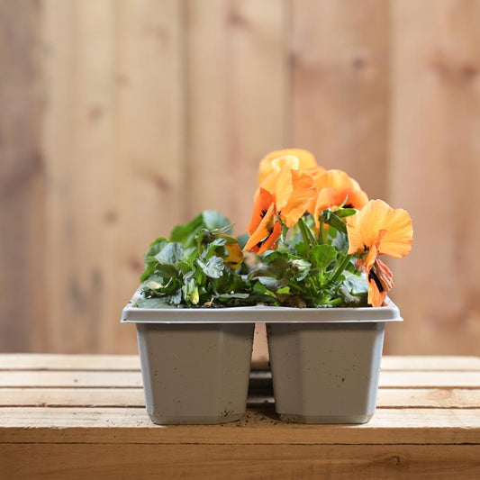 Pansy Orange Blotch 6 Pack