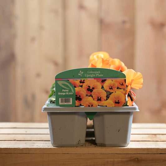 Pansy Orange Blotch 6 Pack