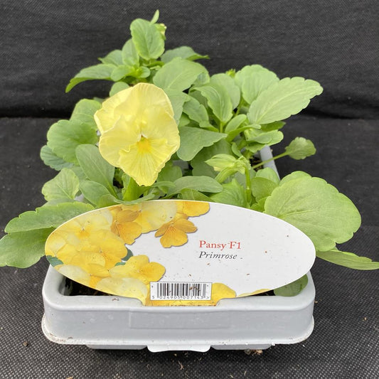 Pansy Primrose 6 Pack