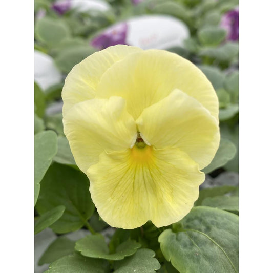 Pansy Primrose 6 Pack